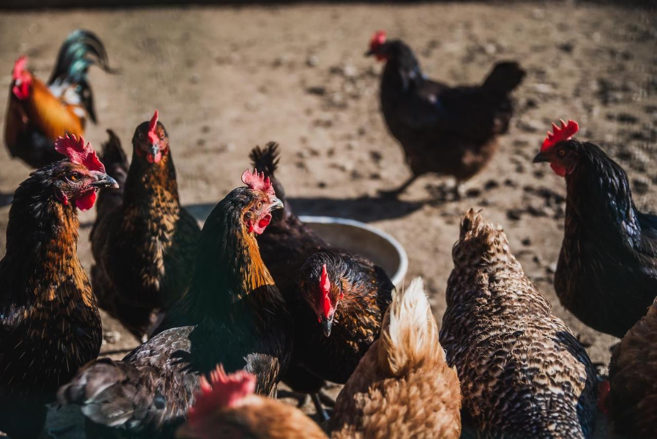 Farm Stay Zurej Šentjur エクステリア 写真